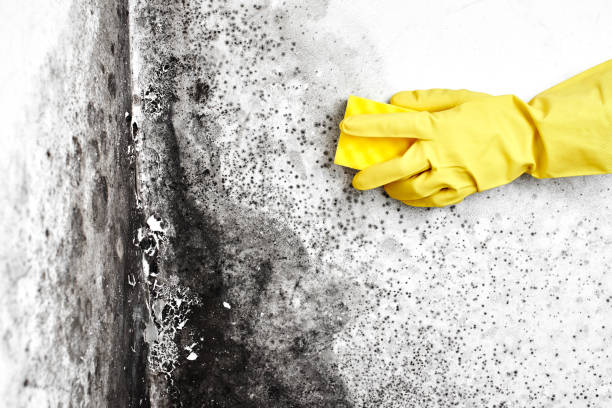 Best Black Mold Removal  in Valley Green, PA