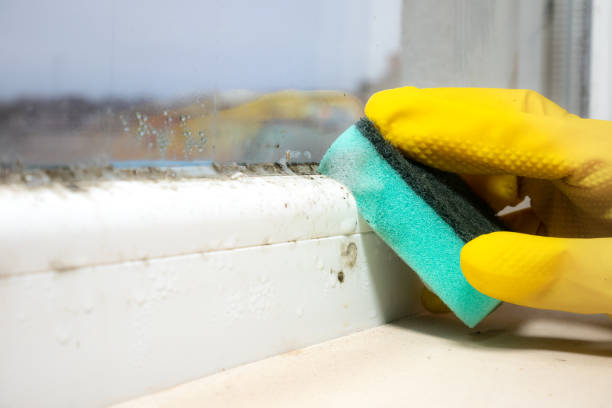 Mold Removal Process in Valley Green, PA