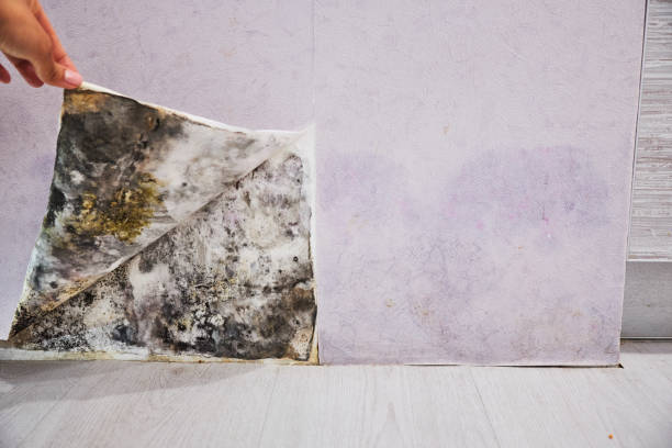 Best Mold Remediation  in Valley Green, PA